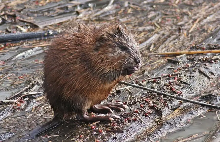 Литература о водяной крысе и ондатре Литература о водяной крысе и ондатре