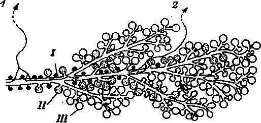 Схема расположения альвеол всех трех типов и их иннервации Схема расположения альвеол всех трех типов и их иннервации