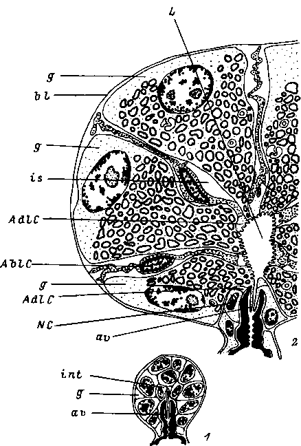 Альвеолы IV типа самца Rhipicephalus appendiculatus в начале (1) и конце (2) питания