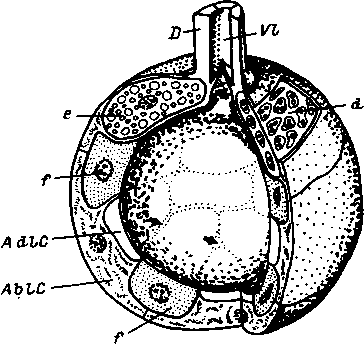Объемная реконструкция альвеолы III типа самки Dermacentor andersoni