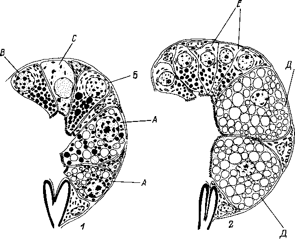 Схема строения альвеол и типов клеща Ixodes persulcatus Схема строения альвеол и типов клеща Ixodes persulcatus