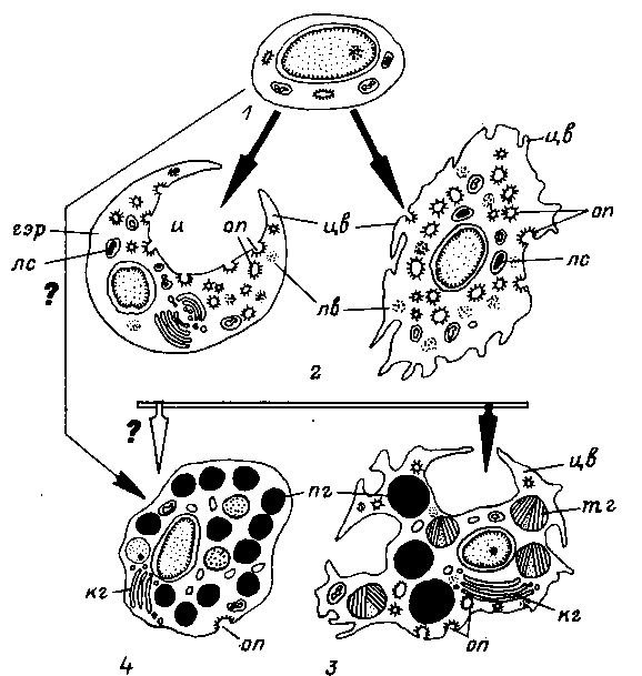 Основные типы гемоцитов иксодового клеща Основные типы гемоцитов иксодового клеща