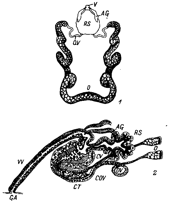 Половая система самки Hyalomma dromedarii Половая система самки Hyalomma dromedarii