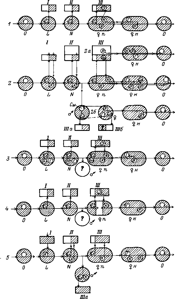 Схемы трансовариальной, трансфазовой и межфазовой передачи возбудителей у треххозяинных клещей сем. Ixodidae, все фазы развития которых восприимчивы к возбудителям Схемы трансовариальной, трансфазовой и межфазовой передачи возбудителей у треххозяинных клещей сем. Ixodidae, все фазы развития которых восприимчивы к возбудителям
