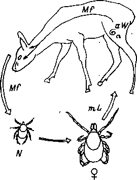 Трансфазовая передача нематоды Dipetalonema rugosicauda паразита косули Capreolus capreolus клещами Ixodes ricinus