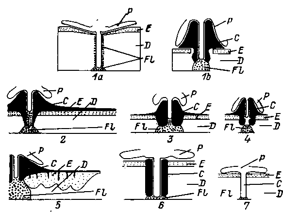Схема закрепления клещей иксодид в коже позвоночного хозяина Схема закрепления клещей иксодид в коже позвоночного хозяина