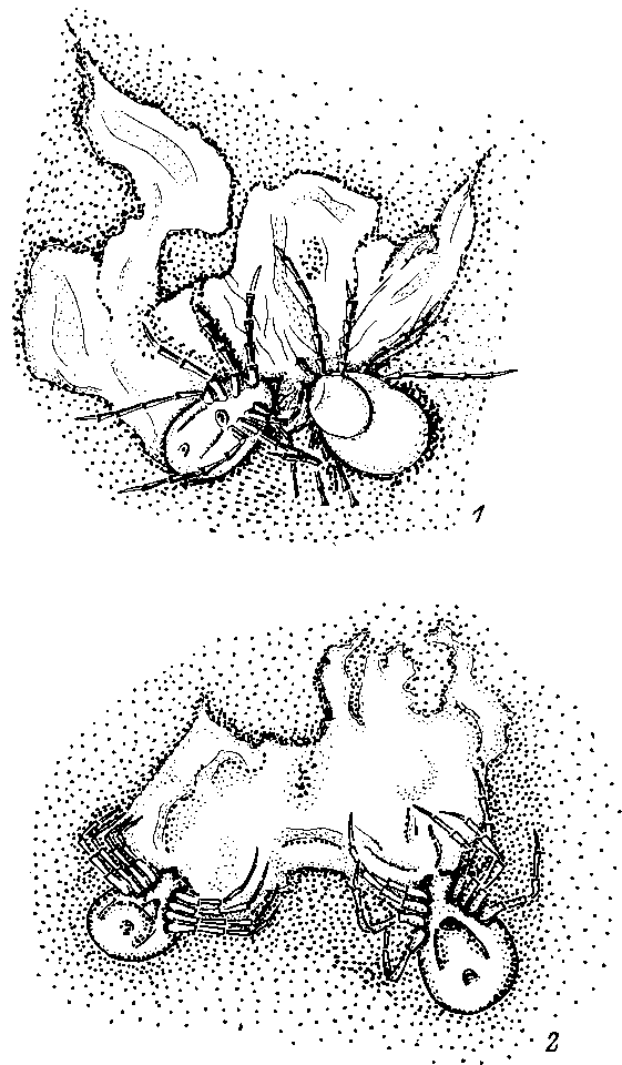  Цементные конусы вокруг ротовых органов самок Ixodes ricinus (1) и Ixodes persulcatus (2), выпрепарованных из кожи мыши через сутки после присасывания