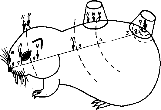 Схема расположения колпачков и подсадки клещей доноров и реципиентов в опытах по дистантной передаче вируса КЭ на морской свинке Схема расположения колпачков и подсадки клещей доноров и реципиентов в опытах по дистантной передаче вируса КЭ на морской свинке