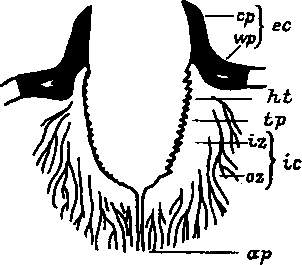 Схематическое изображение цементного конуса самки Haemaphysalis spinigera, образованного в коже кролика Схематическое изображение цементного конуса самки Haemaphysalis spinigera, образованного в коже кролика