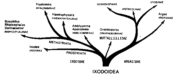 Дендрограмма надсемейства Ixodoidea