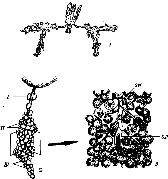 Строение слюнных желез иксодид Строение слюнных желез иксодид