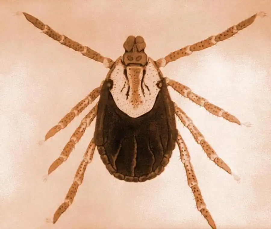 Кровососущие клещи (Ixodoidea) — переносчики болезней человека и животных Кровососущие клещи (Ixodoidea) — переносчики болезней человека и животных