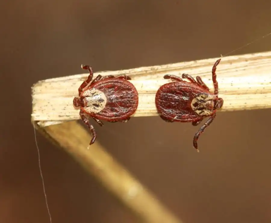 Механизм питания аргазид и иксодид Механизм питания аргазид и иксодид