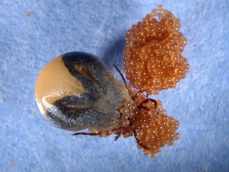 Боррелии на особях клещей рода Ixodes Боррелии на особях клещей рода Ixodes