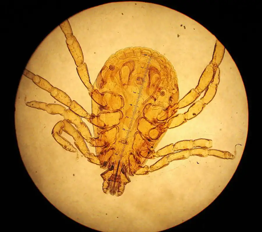 Происхождение протоборрелий от проторицинусных Происхождение протоборрелий от проторицинусных