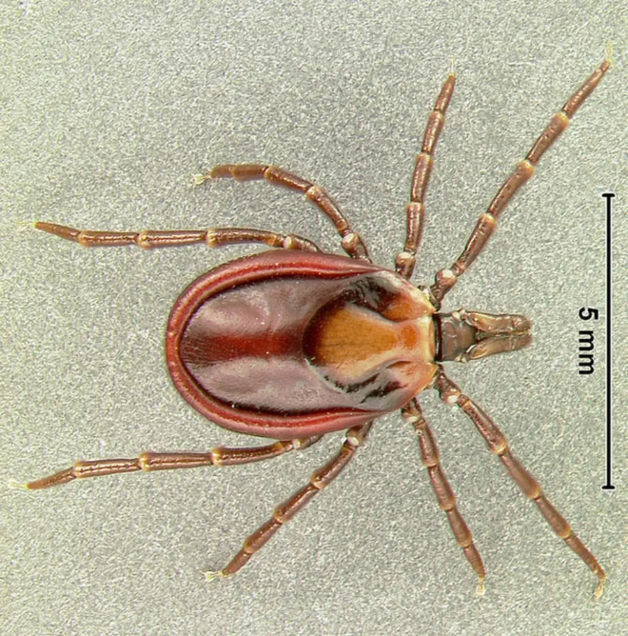 Система клещ—патоген Система клещ—патоген