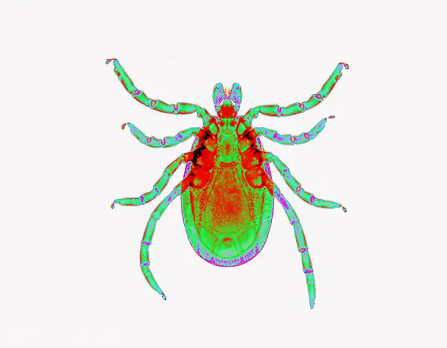 Присутствие в клещах иксодидах риккетсиоподобных симбионтов Присутствие в клещах иксодидах риккетсиоподобных симбионтов