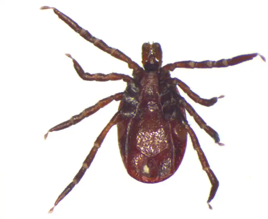 Риккетсиеподобные симбионты Риккетсиеподобные симбионты