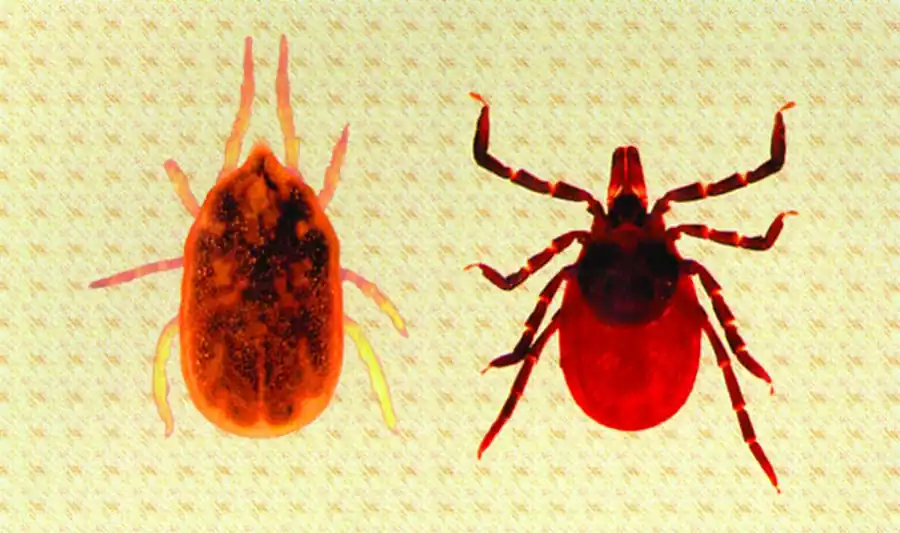 Чресслюнный путь циркуляции возбудителя Чресслюнный путь циркуляции возбудителя