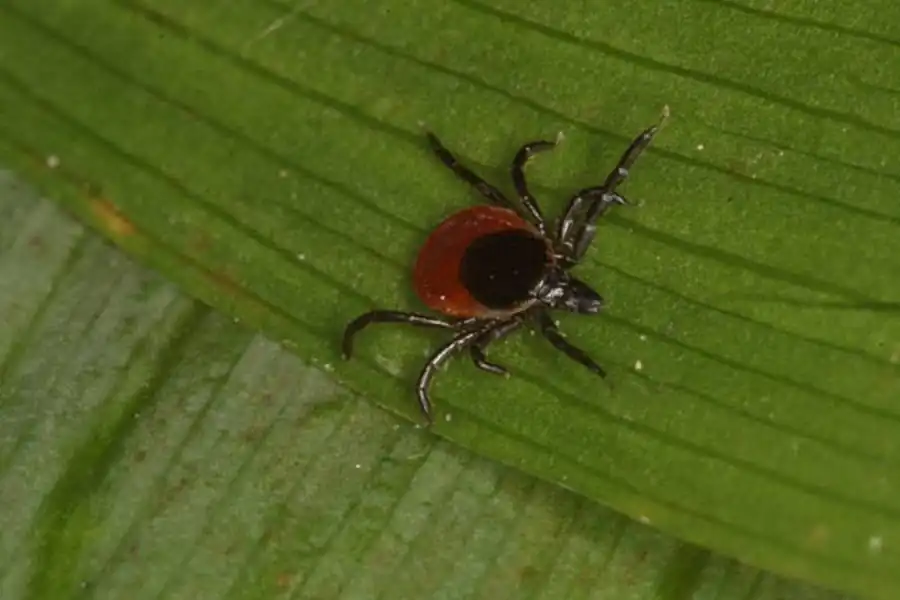 Типы прикрепления клещей к коже хозяина Типы прикрепления клещей к коже хозяина