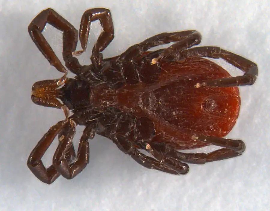 Некоторые механизмы взаимодействия компонентов системы клещ—возбудитель Некоторые механизмы взаимодействия компонентов системы клещ—возбудитель