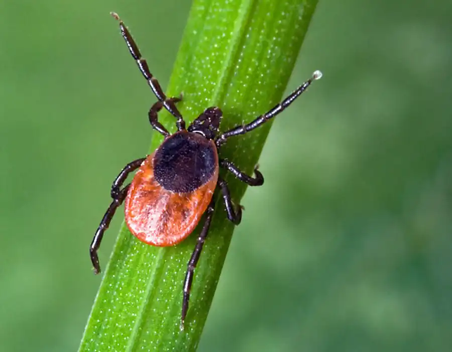 Клещи — носители тейлерий Клещи — носители тейлерий
