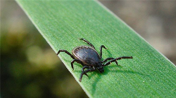 Патогенность Babesia bigemina для клещей Boophilus