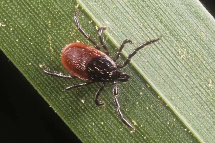 Типы размножения в среде беспозвоночного хозяина-клеща различных микроорганизмов Типы размножения в среде беспозвоночного хозяина-клеща различных микроорганизмов