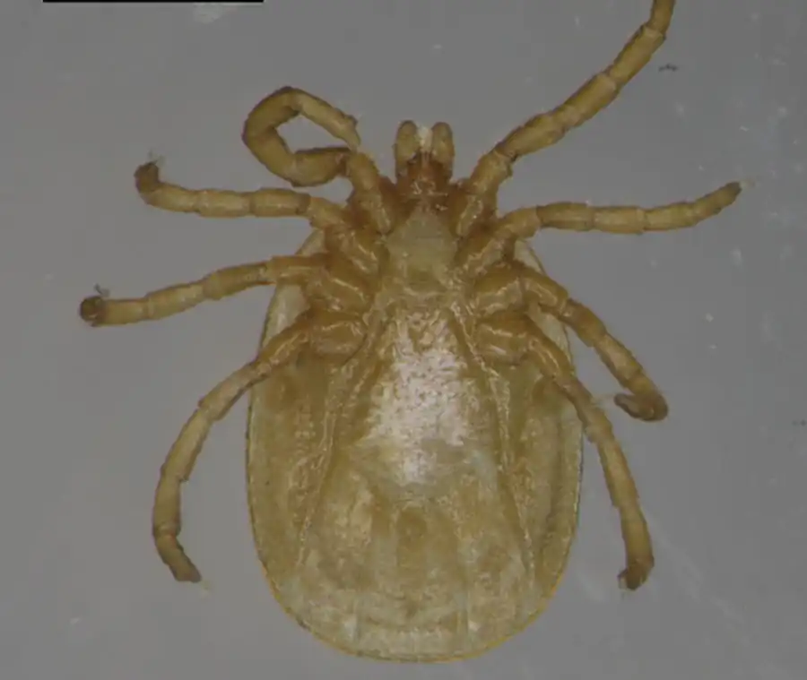 Механизм использования возбудителем энергетических ресурсов беспозвоночного хозяина Механизм использования возбудителем энергетических ресурсов беспозвоночного хозяина