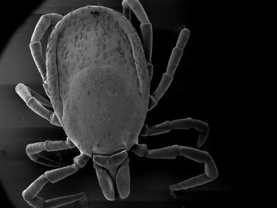 Дремлющие вирионы в клеще Дремлющие вирионы в клеще