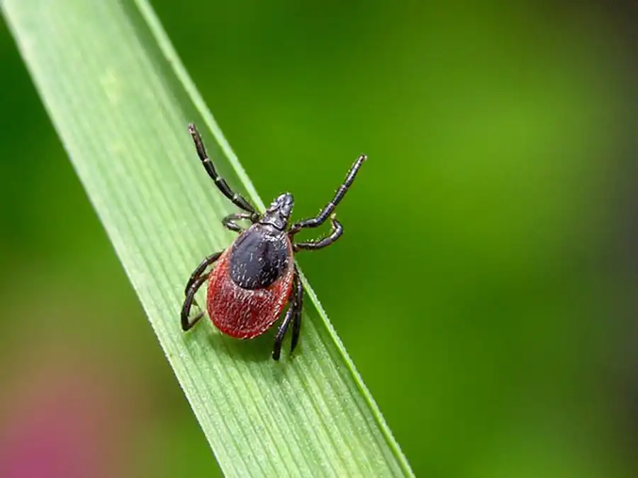 Риккетсиоподобные микроорганизмы-анаплазмы Риккетсиоподобные микроорганизмы-анаплазмы