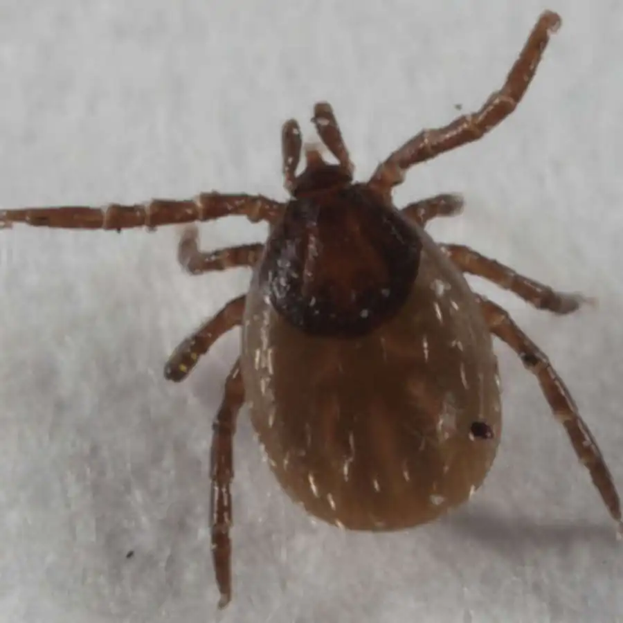 Заселение анаплазмами гранулосодержащих клеток альвеол слюнных желез Заселение анаплазмами гранулосодержащих клеток альвеол слюнных желез