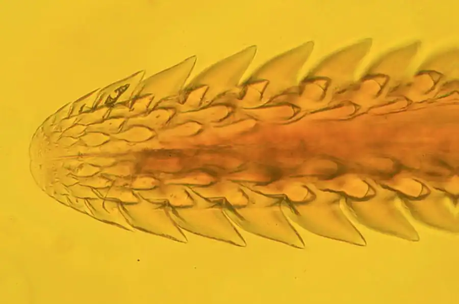 Развитие возбудителей болезней в клеще Развитие возбудителей болезней в клеще