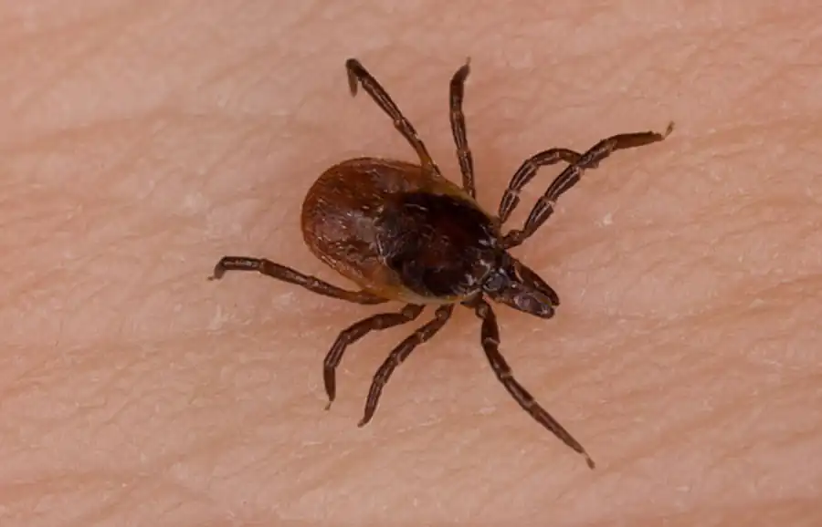 Реакции на запахи у голодных имаго клещей и напитавшихся нимф Реакции на запахи у голодных имаго клещей и напитавшихся нимф