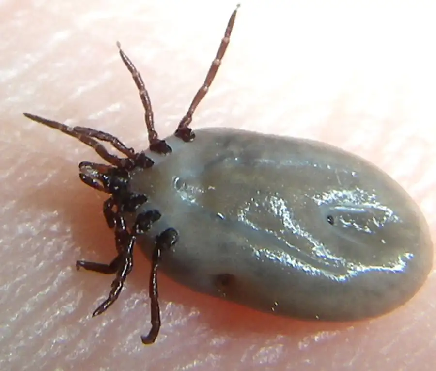 Воздействие организма клеща на возбудителей Воздействие организма клеща на возбудителей