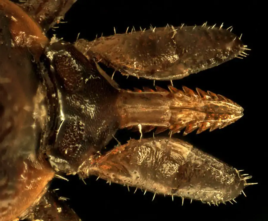 Изучение риккетсий в клещах Изучение риккетсий в клещах