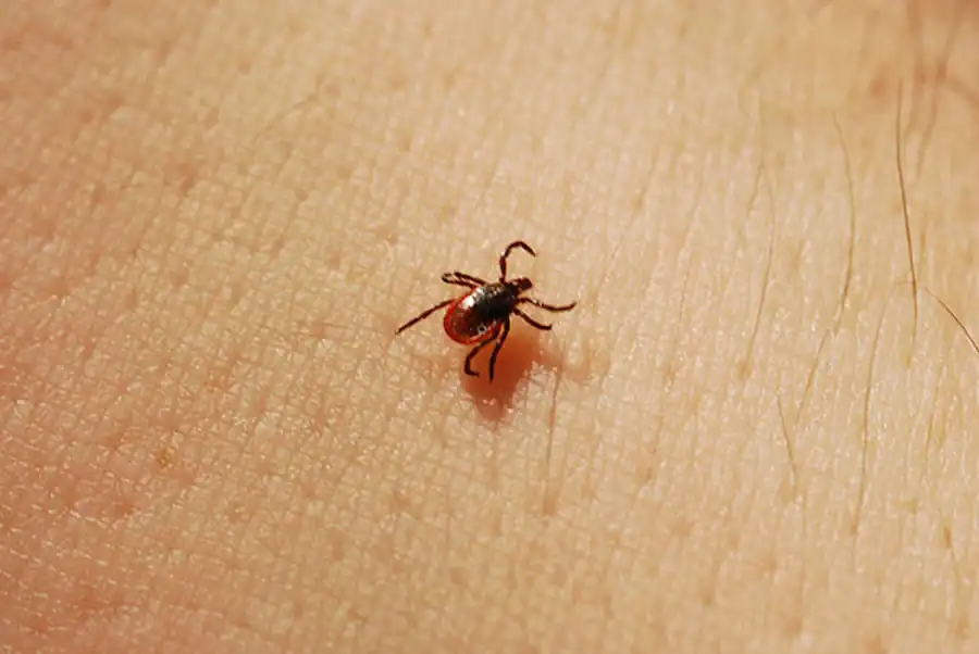 Патогенные простейшие, связанные с клещами Патогенные простейшие, связанные с клещами