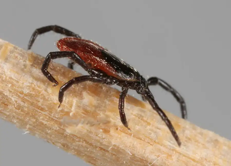 Система клещ—вирус клещевого энцефалита и ее эмерджентные свойства Система клещ—вирус клещевого энцефалита и ее эмерджентные свойства