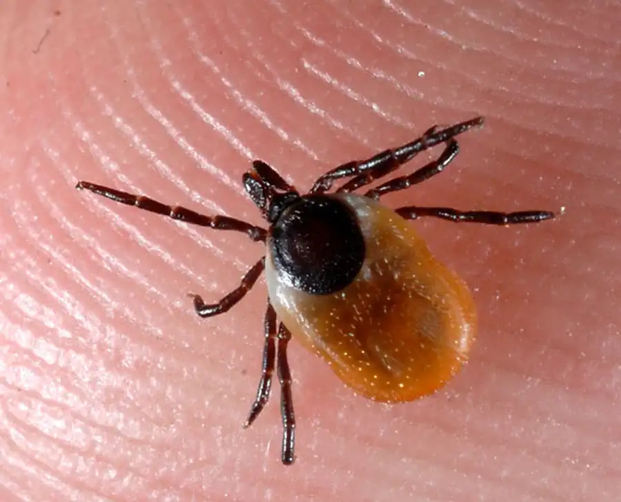 Влияние вируса на клещей Влияние вируса на клещей