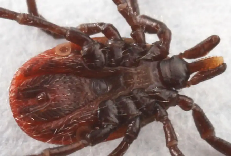 Схема функционирования системы клещ—возбудитель Схема функционирования системы клещ—возбудитель