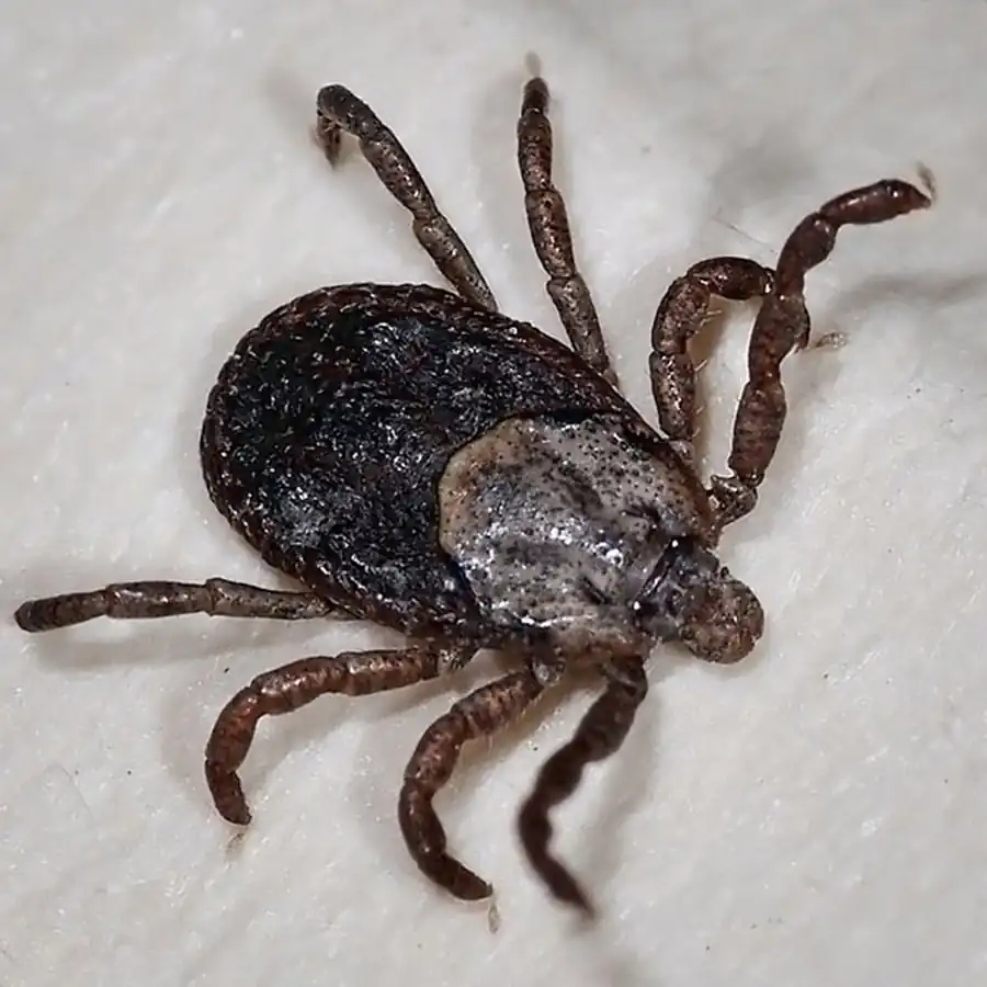 Насыщение преимаго клеща Насыщение преимаго клеща