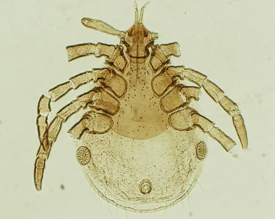 Наличие вируса КЭ в выделенной в капилляр слюне голодных иксодовых клещей Наличие вируса КЭ в выделенной в капилляр слюне голодных иксодовых клещей