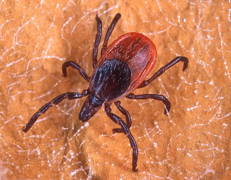 Элементы надежности функционирования системы клещ-вирус Элементы надежности функционирования системы клещ-вирус