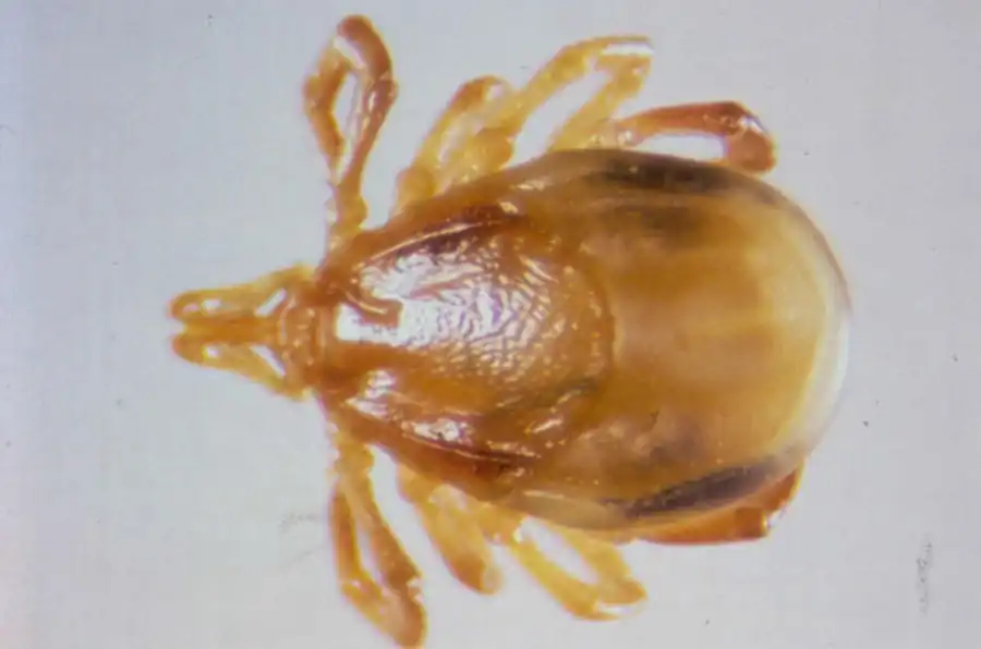 Свойство иксодид к агрегации на хозяине Свойство иксодид к агрегации на хозяине