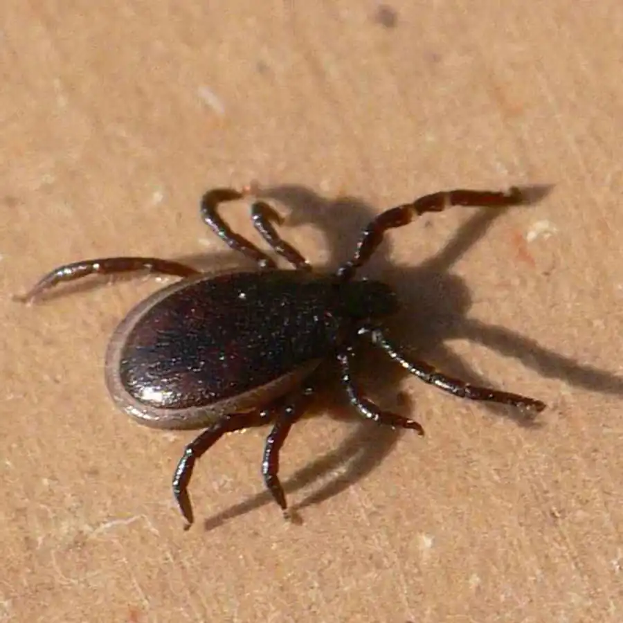 Обмен вирусом КЭ между нимфами лугового клеща Обмен вирусом КЭ между нимфами лугового клеща