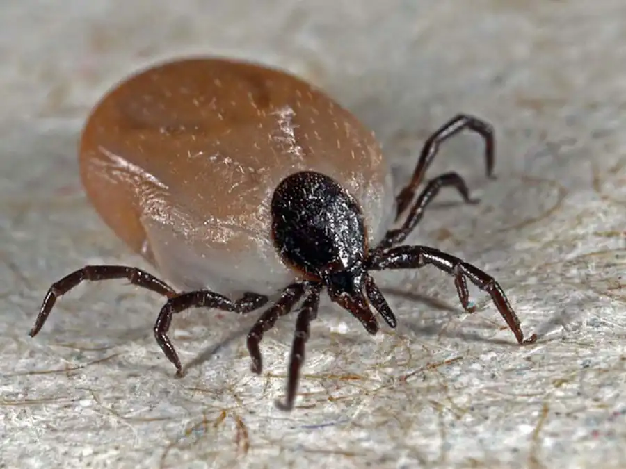 Дистантная передача вируса от клеща к клещу Дистантная передача вируса от клеща к клещу