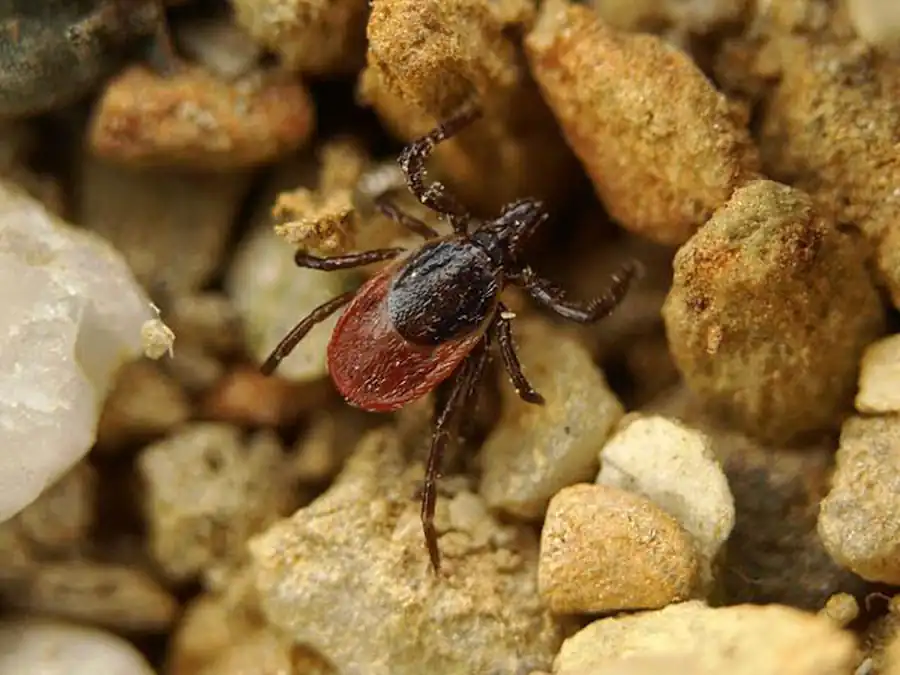Разница в передаче вируса клещами-амблиомминами и иксодинами Разница в передаче вируса клещами-амблиомминами и иксодинами