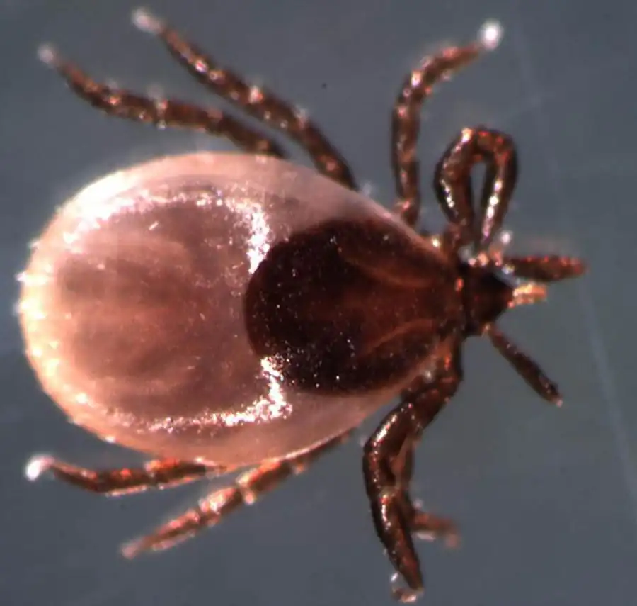 Медиаторная передача вируса КЭ среди клещей Медиаторная передача вируса КЭ среди клещей