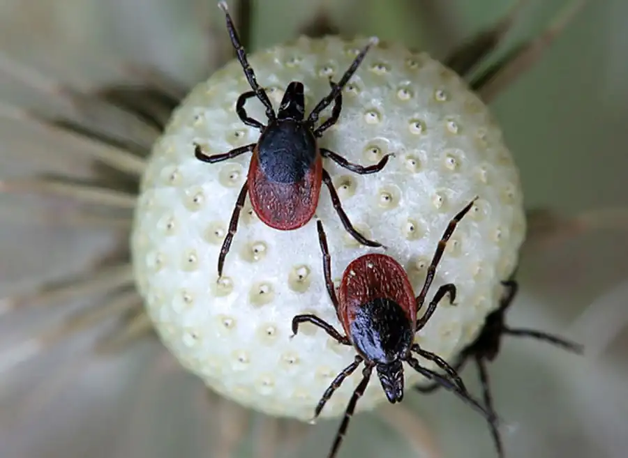 Дистантная передача вируса КЭ клещами рода Ixodes особям своего вида Дистантная передача вируса КЭ клещами рода Ixodes особям своего вида