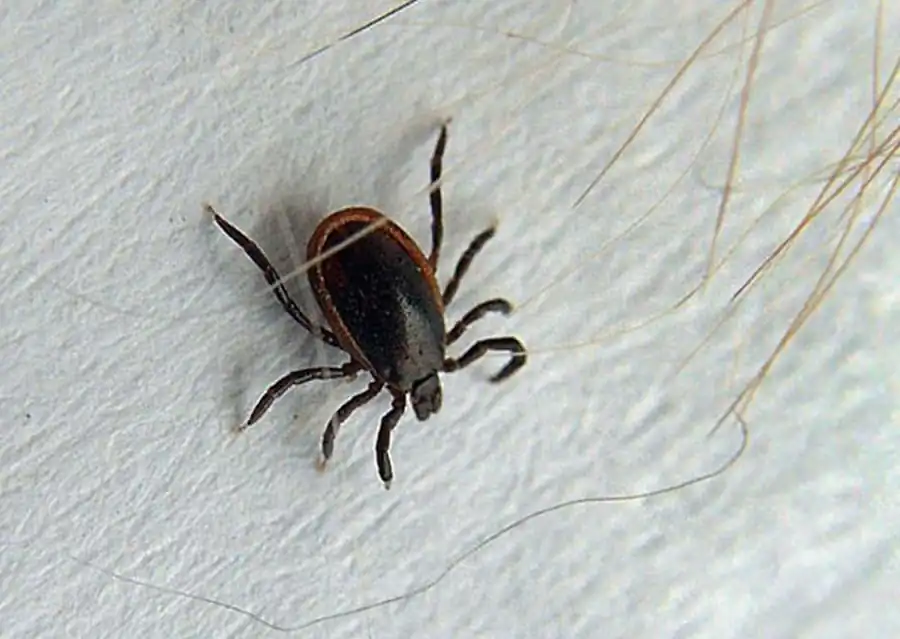 Свойства и функции слюны иксодовых клещей, их использование возбудителями Свойства и функции слюны иксодовых клещей, их использование возбудителями